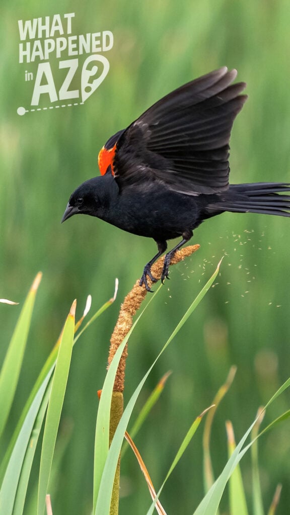 A bird perches on a cattail as the pollen gets shaken off