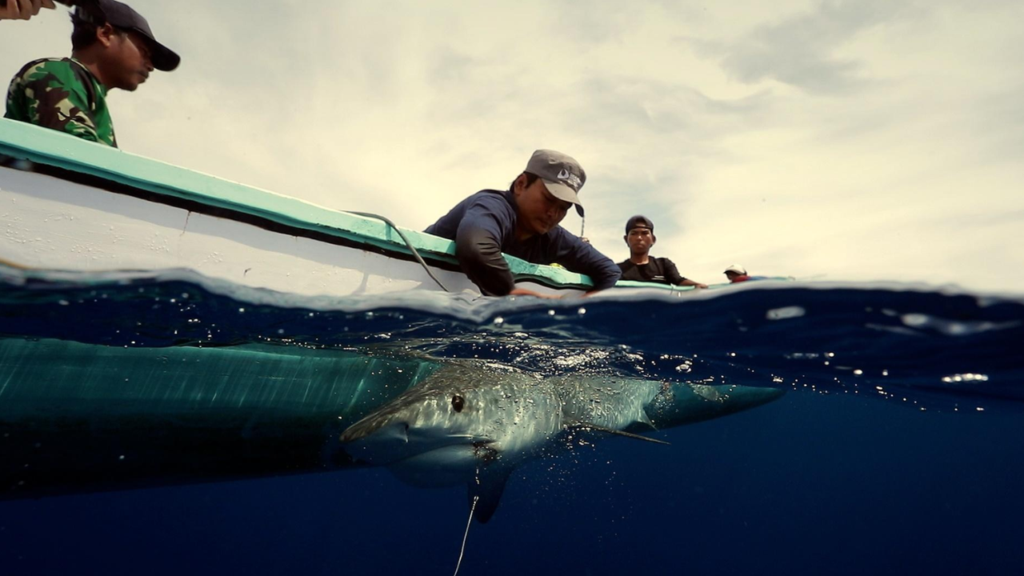 a man holding on to a shark