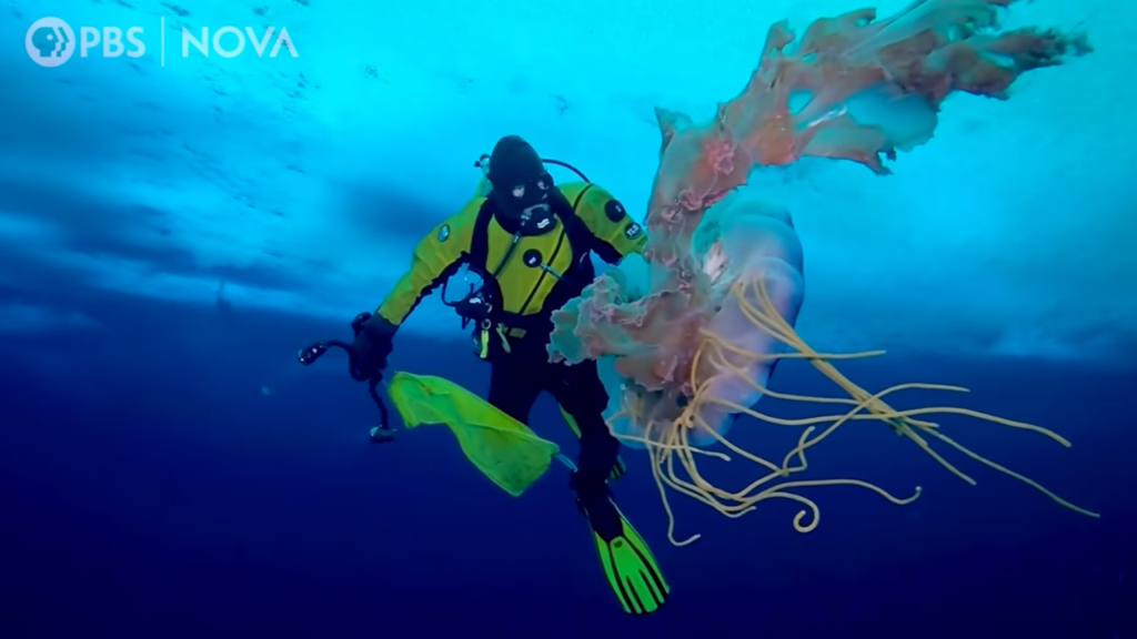 A scuba diver exploring