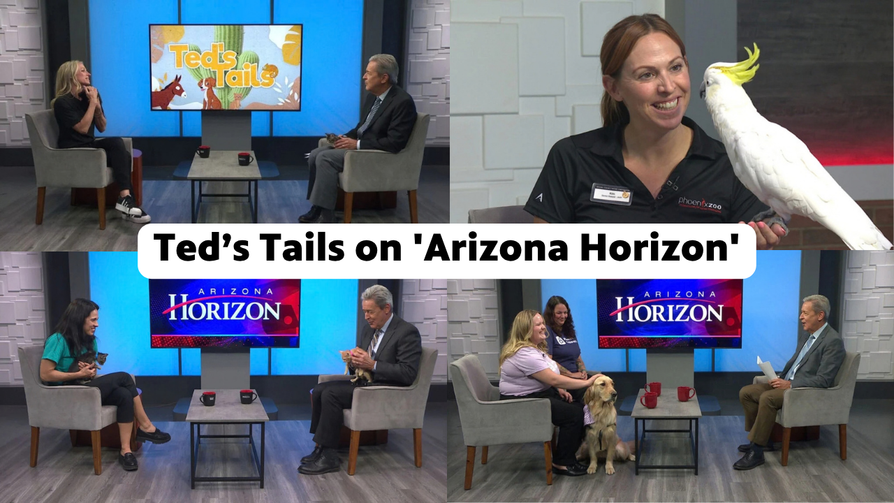 A collage of animals that have appeared on the Arizona Horizon set