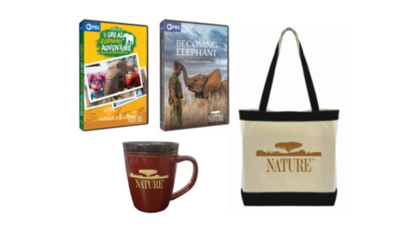 NATURE - Sesame Street - 2 DVDs + Mug + Tote
