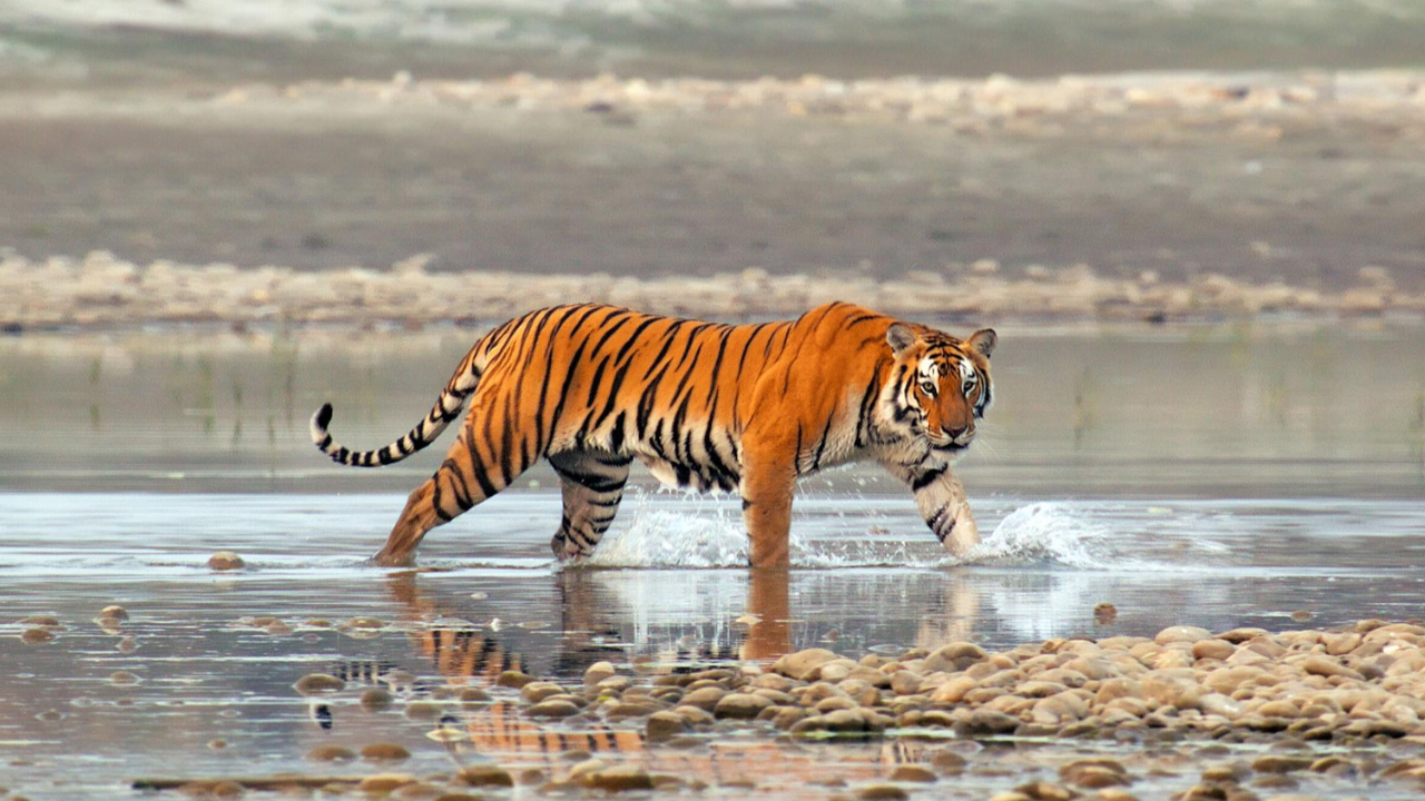 Nature: Tiger Island, part 1 - Arizona PBS