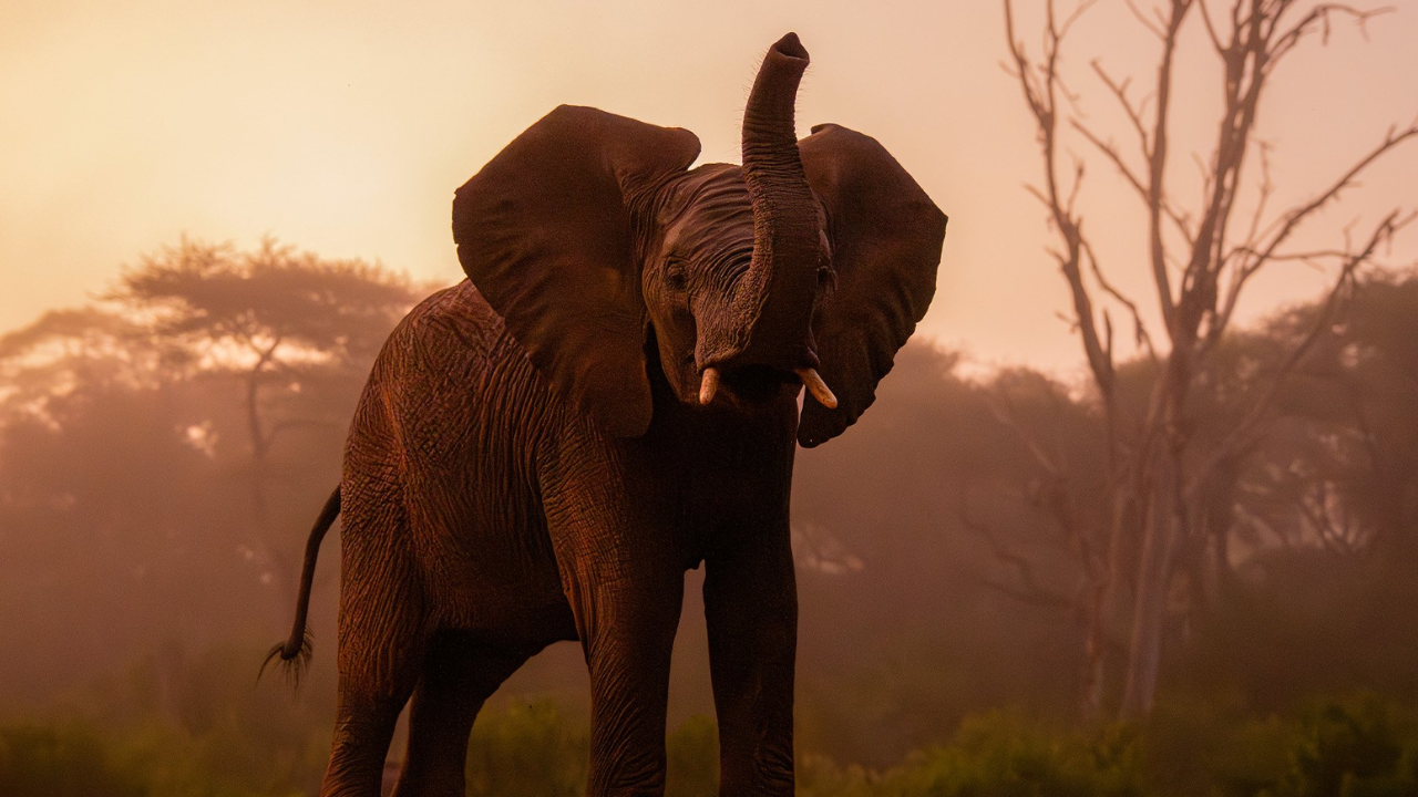 an elephant in the wild